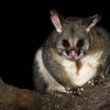 Kusu lisci - Trichosurus vulpecula - Common Brush-tailed Possum 4835